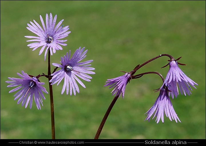 Soldanelle - Soldanella alpina