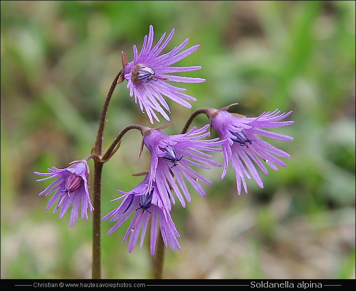 Soldanelle - Soldanella alpina