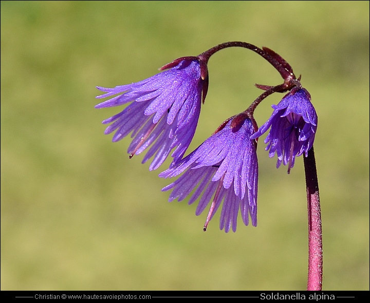 Soldanelle - Soldanella alpina