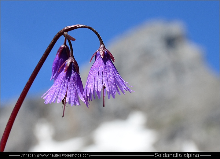 Soldanelle - Soldanella alpina