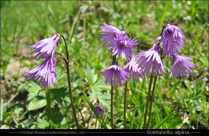 Soldanelle - Soldanella alpina