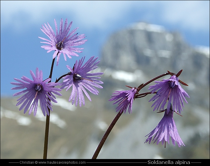 Soldanelle - Soldanella alpina