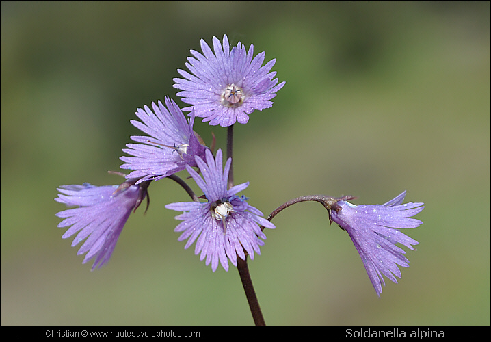 Soldanelle - Soldanella alpina