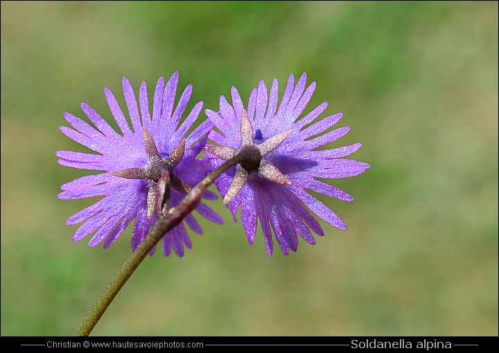 Soldanelle - Soldanella alpina