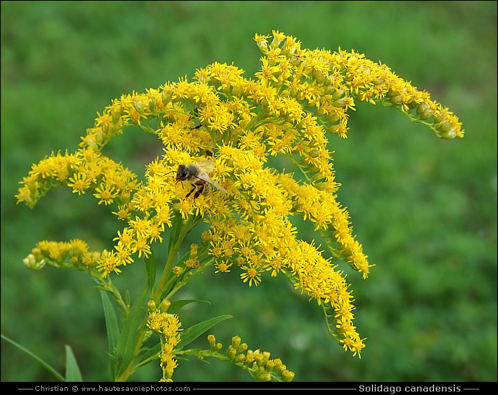 Verge d'or du Canada - Solidago canadensis