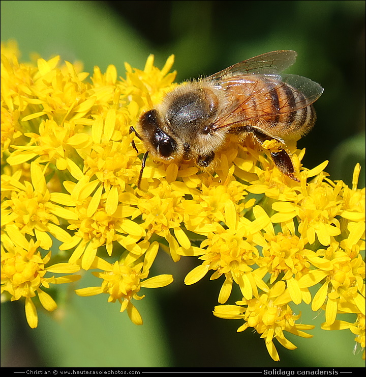 Verge d'or du Canada - Solidago canadensis