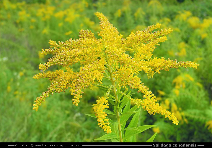 Verge d'or du Canada - Solidago canadensis