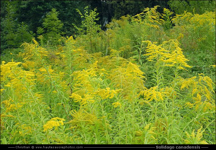 Verge d'or du Canada - Solidago canadensis