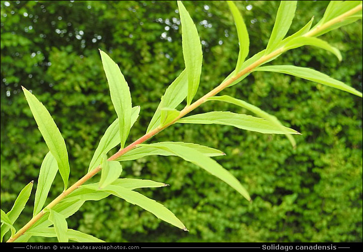 Verge d'or du Canada - Solidago canadensis