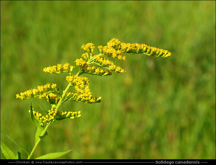 Verge d'or du Canada - Solidago canadensis