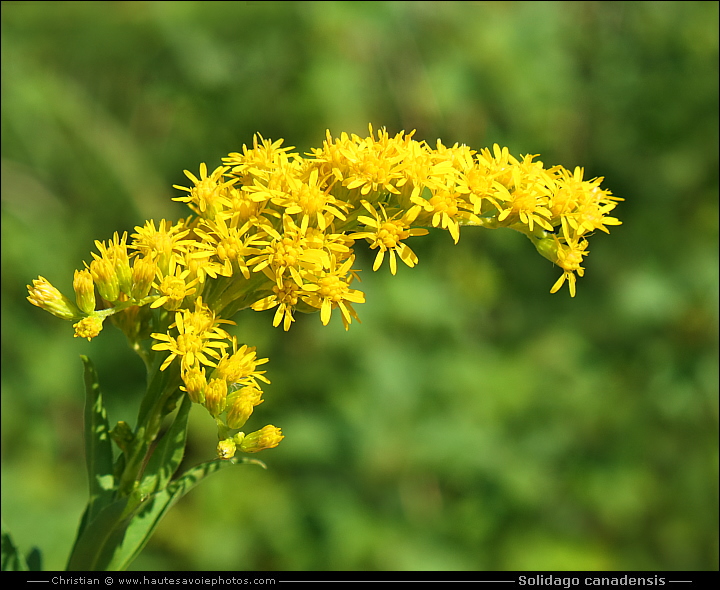 Verge d'or du Canada - Solidago canadensis