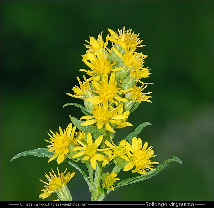 Solidage verge d'or - Solidago virgaurea