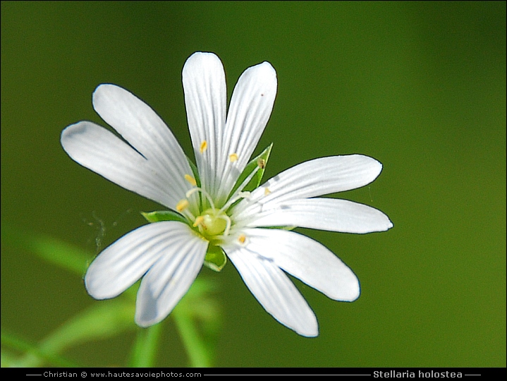 Stellaire holostée - Stellaria holostea