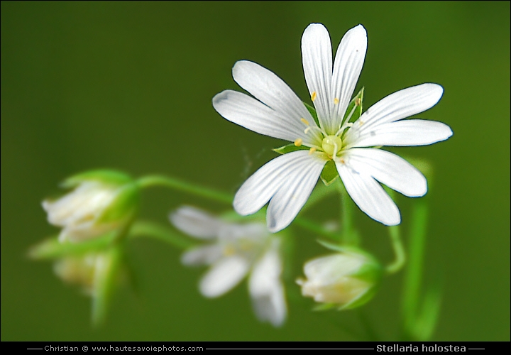 Stellaire holostée - Stellaria holostea