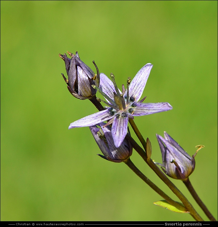 Swertie vivace - Swertia perennis