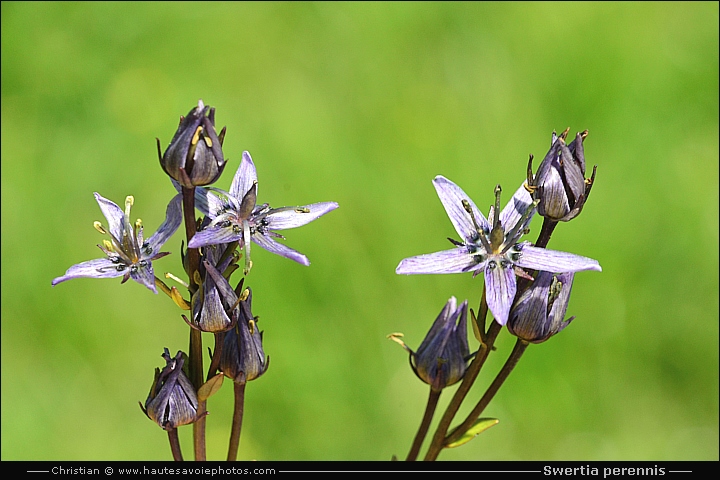 Swertie vivace - Swertia perennis