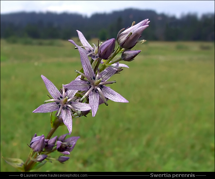 Swertie vivace - Swertia perennis