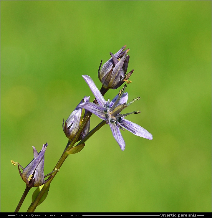 Swertie vivace - Swertia perennis