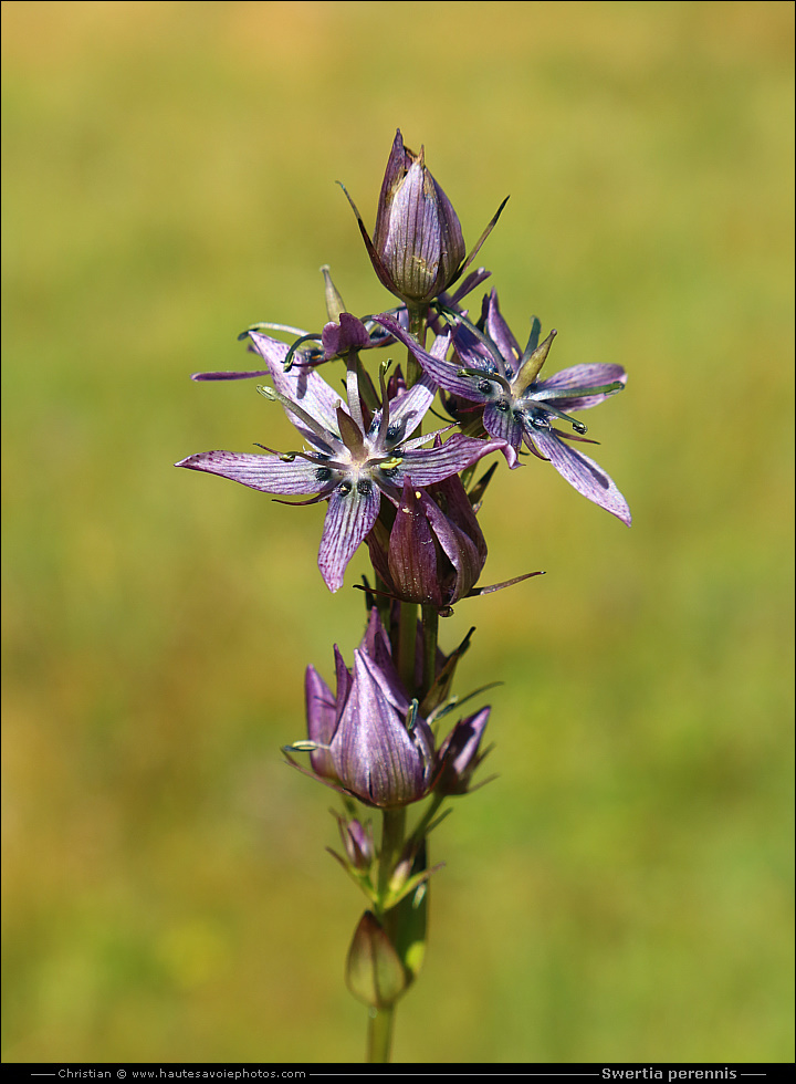 Swertie vivace - Swertia perennis