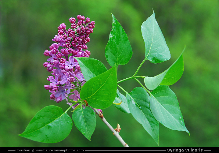 Lilas - Syringa vulgaris