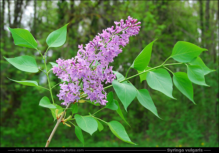 Lilas - Syringa vulgaris