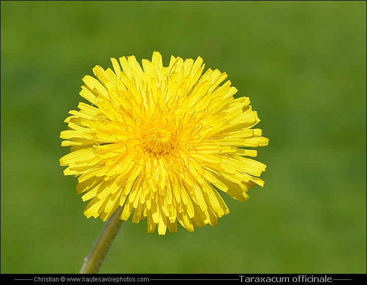 Pissenlit ou Dandelion - Taraxacum officinale