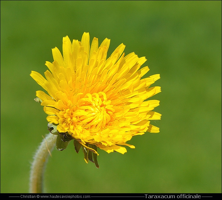 Pissenlit ou Dandelion - Taraxacum officinale