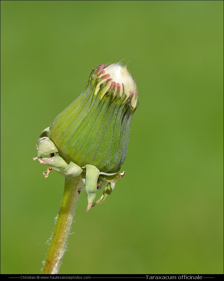 Pissenlit ou Dandelion - Taraxacum officinale