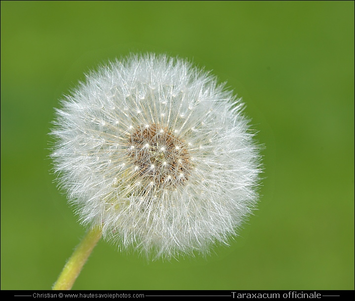 Pissenlit ou Dandelion - Taraxacum officinale