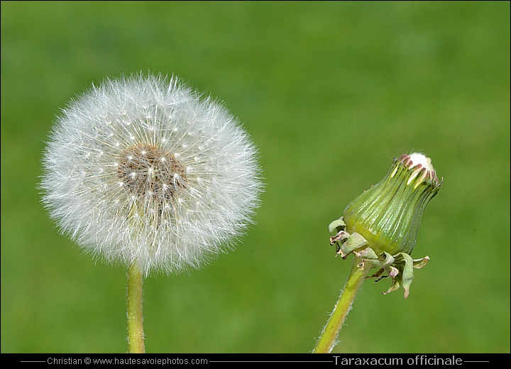 Pissenlit ou Dandelion - Taraxacum officinale