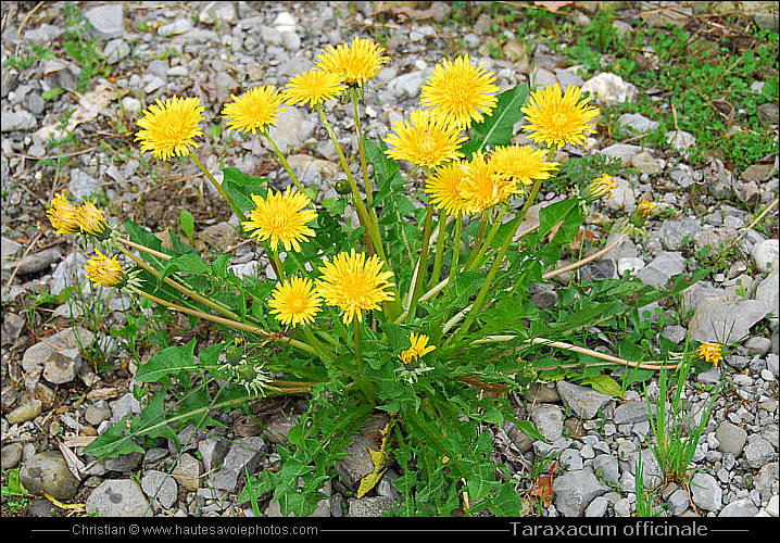 Pissenlit - Taraxacum officinale