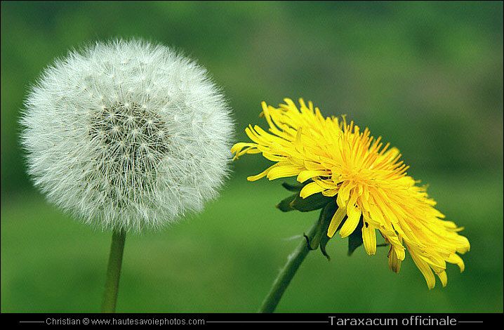 Pissenlit - Taraxacum officinale