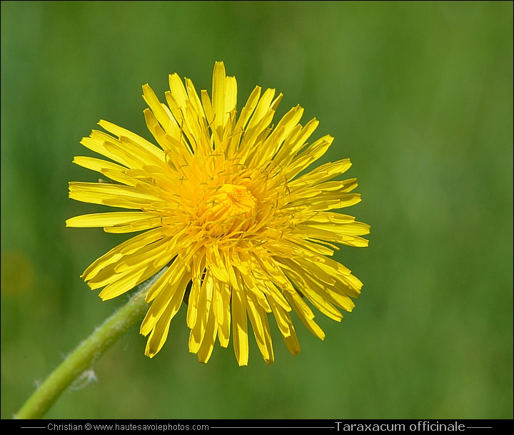 Pissenlit ou Dandelion - Taraxacum officinale