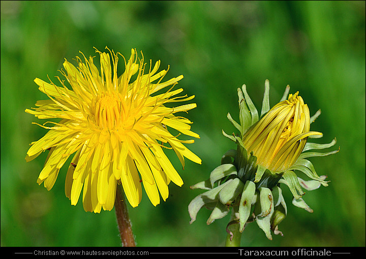 Pissenlit ou Dandelion - Taraxacum officinale