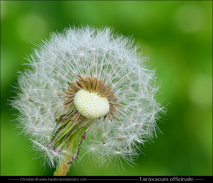 Pissenlit ou Dandelion - Taraxacum officinale