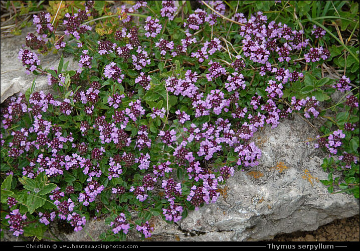 Thym serpollet - Thymus serpyllum