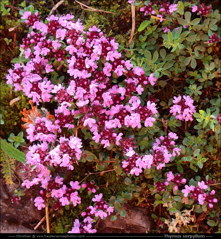 Thym serpollet - Thymus serpyllum
