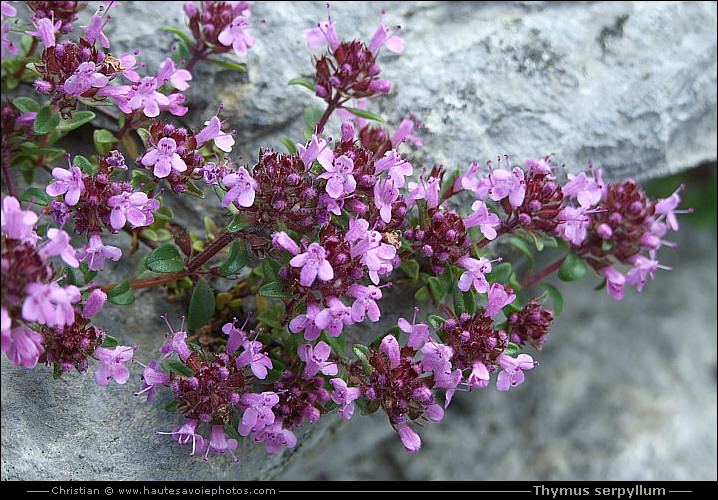 Thym serpollet - Thymus serpyllum