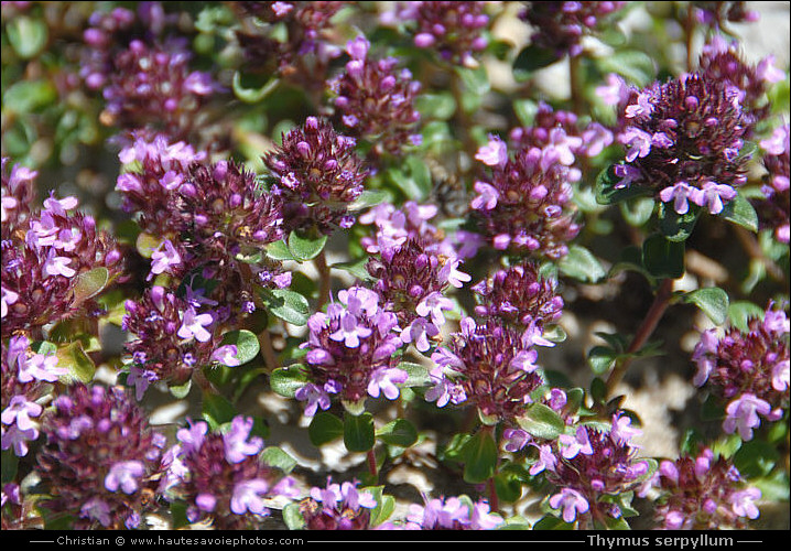 Thym serpollet - Thymus serpyllum