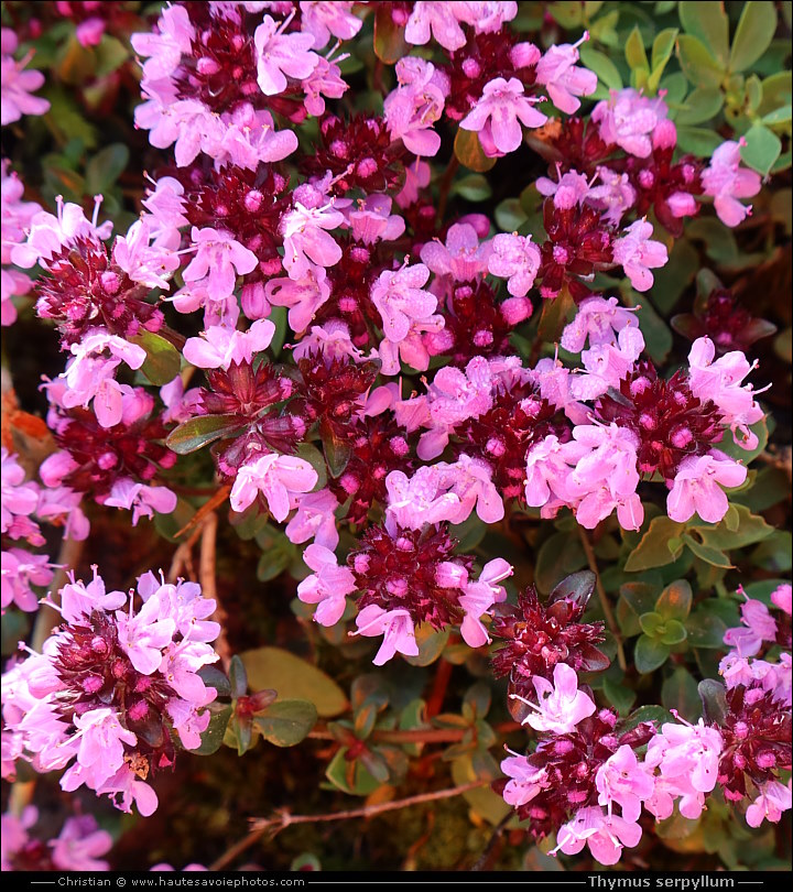 Thym serpollet - Thymus serpyllum