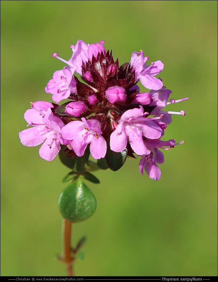 Thym serpollet - Thymus serpyllum