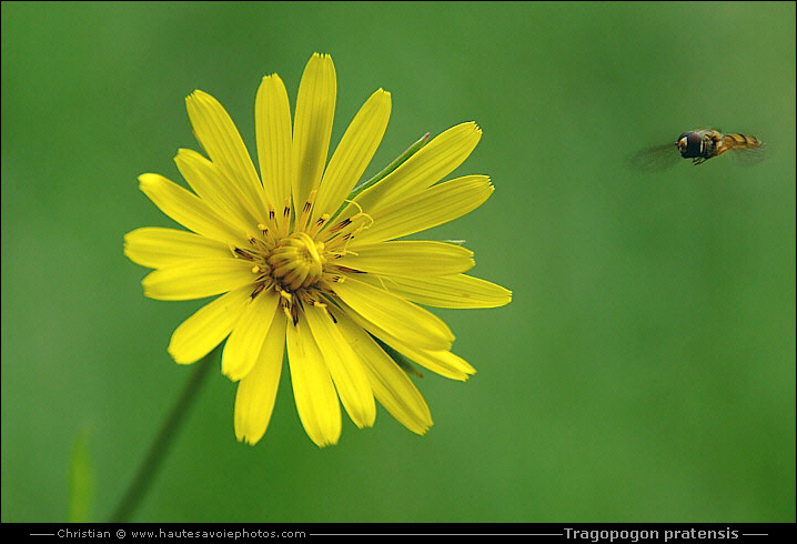 Salsifis des prés - Tragopogon pratensis