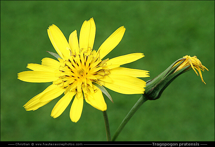 Salsifis des prés - Tragopogon pratensis