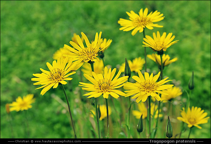 Salsifis des prés - Tragopogon pratensis