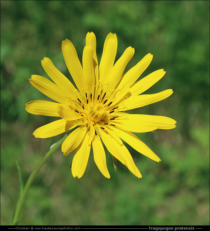 Salsifis des prés - Tragopogon pratensis