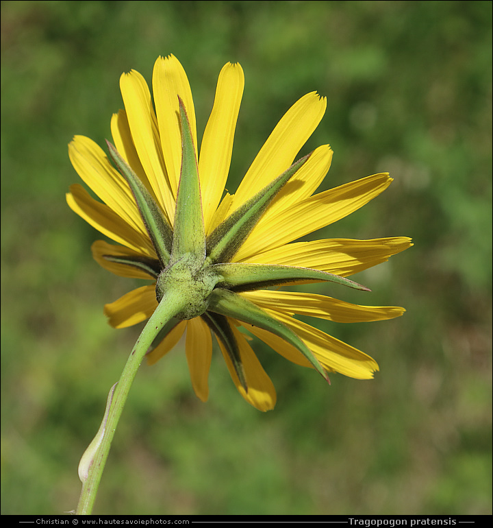 Salsifis des prés - Tragopogon pratensis