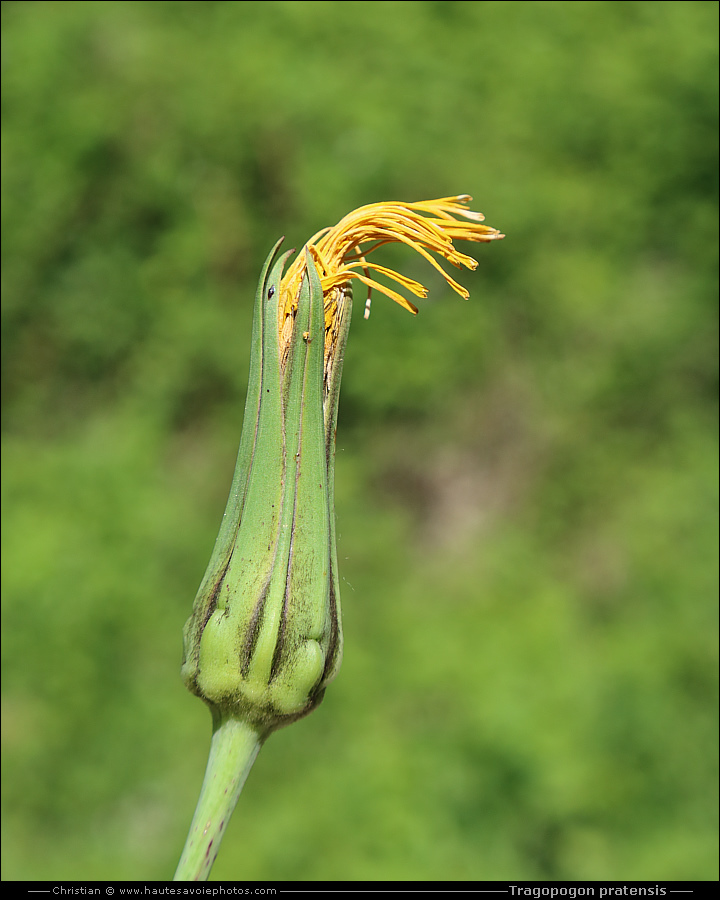 bouton de Salsifis des prés - Tragopogon pratensis