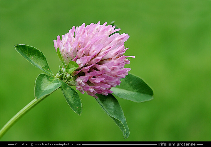 Trèfle des prés - Trifolium pratense