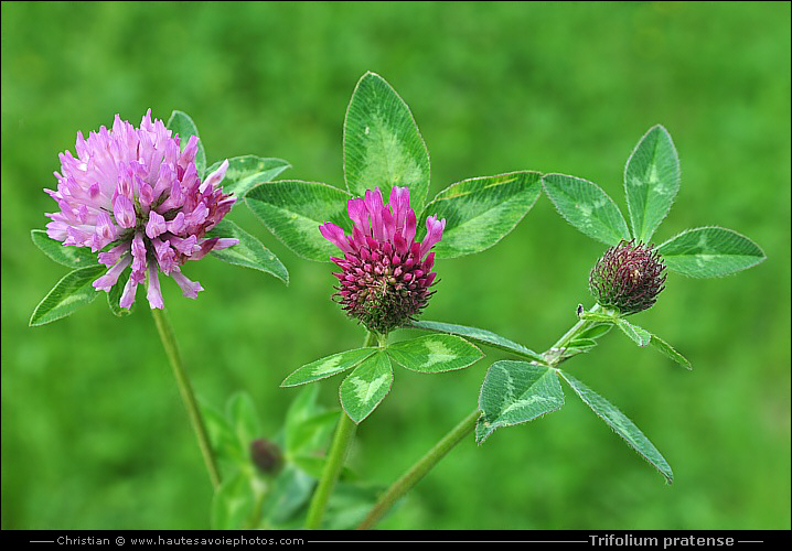 Trèfle des prés - Trifolium pratense