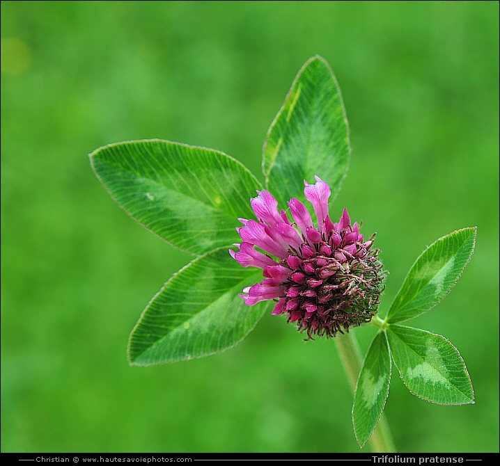 Trèfle des prés - Trifolium pratense